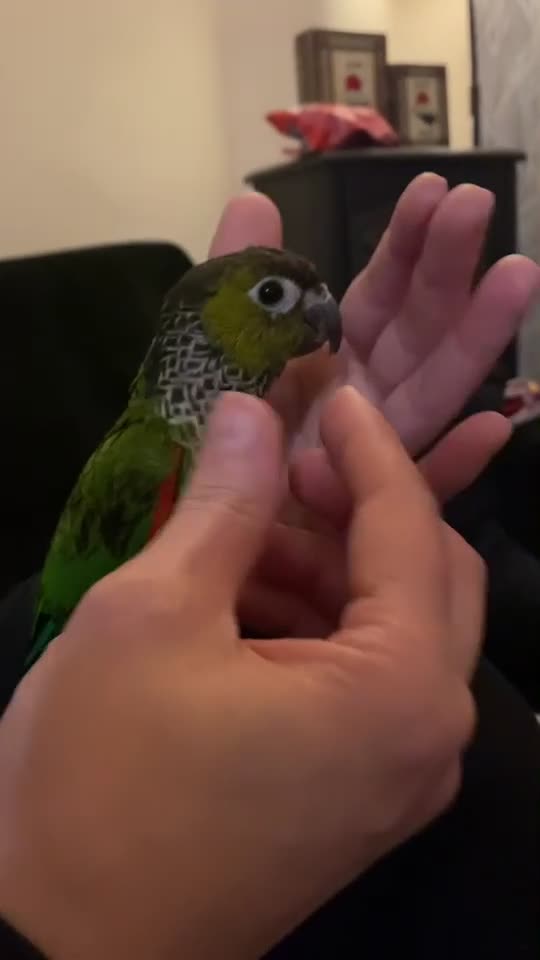 Conures birds for sale: Green cheek & Pineapple conures - Video 2