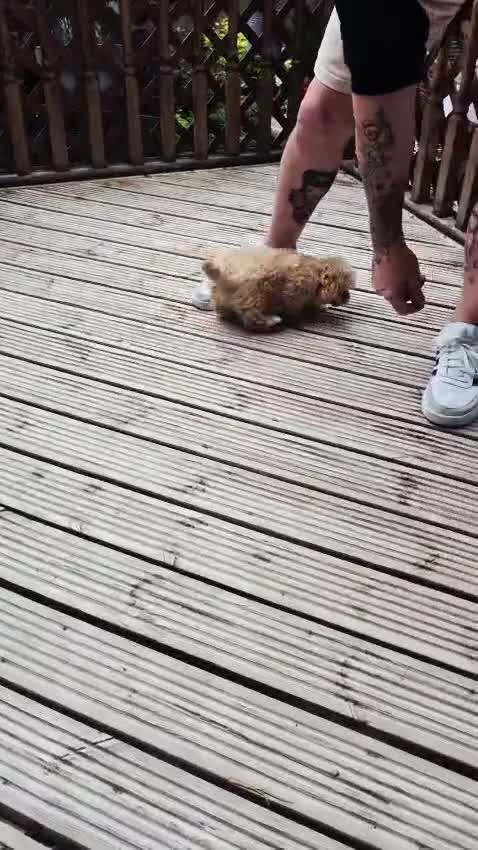 Maltipoo dogs for sale: Beautiful Teddy Bear Asian/Korean Maltipoo Puppy - Video 2