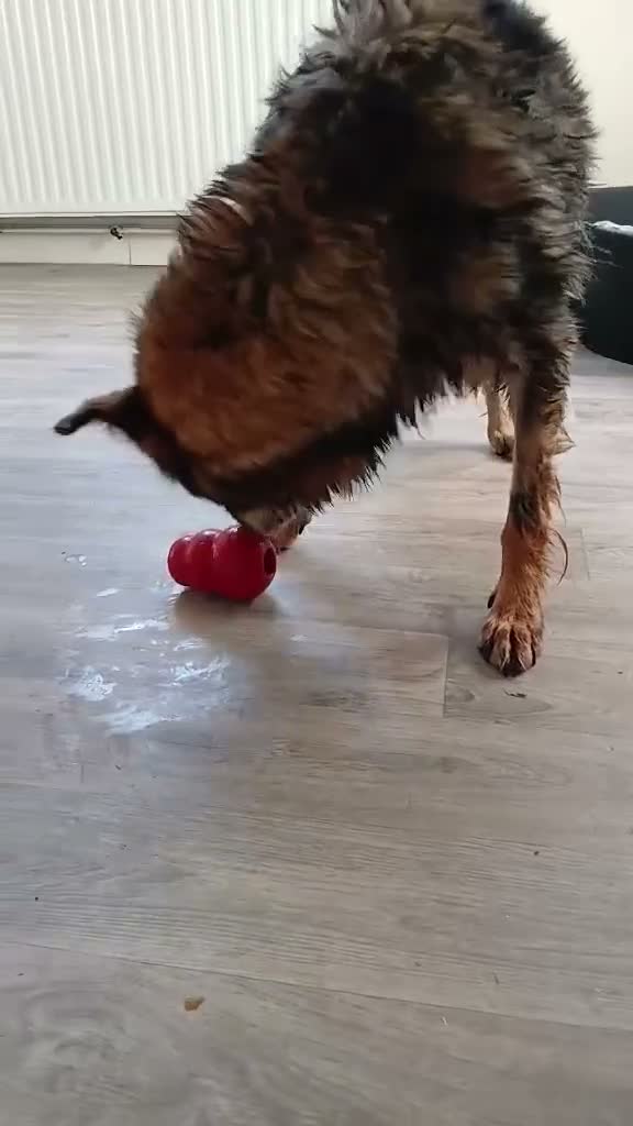 Mixed Breed dogs for adoption: Older Lady Yasmin in Malvern - Video 1