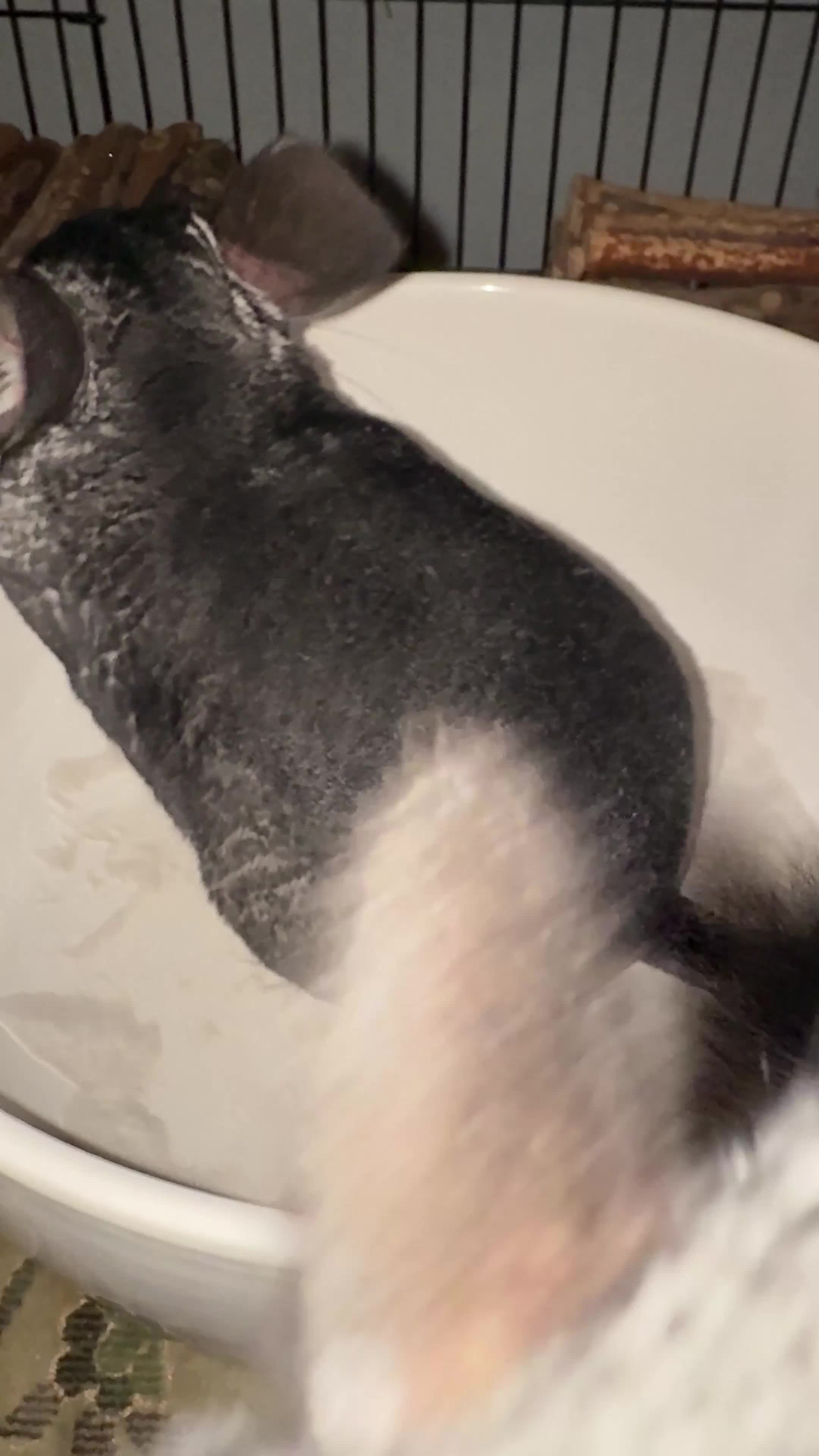 Chinchilla rodents for sale: Looking to rehome my beloved chinchilla girls - Video 3