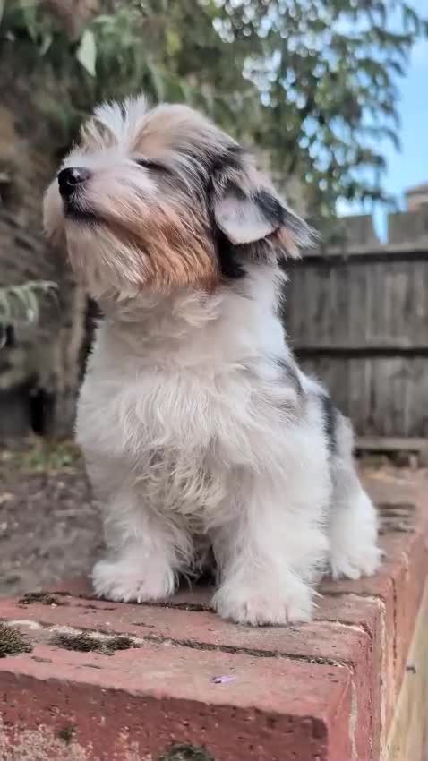 Yorkshire Terrier dogs for sale: Rare Biewer Yorkie puppies\Pedigree  - Video 1