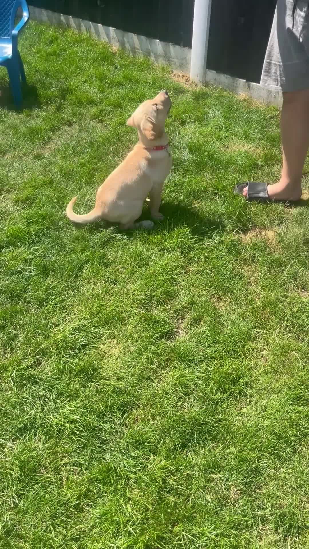 Labrador Retriever dogs for sale: Golden Labrador puppy and full set up - Video 1