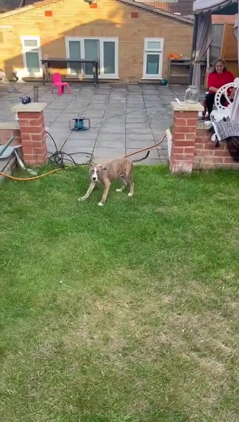 Mixed Breed dogs for sale: Daisy a lurcher hybrid  - Video 1