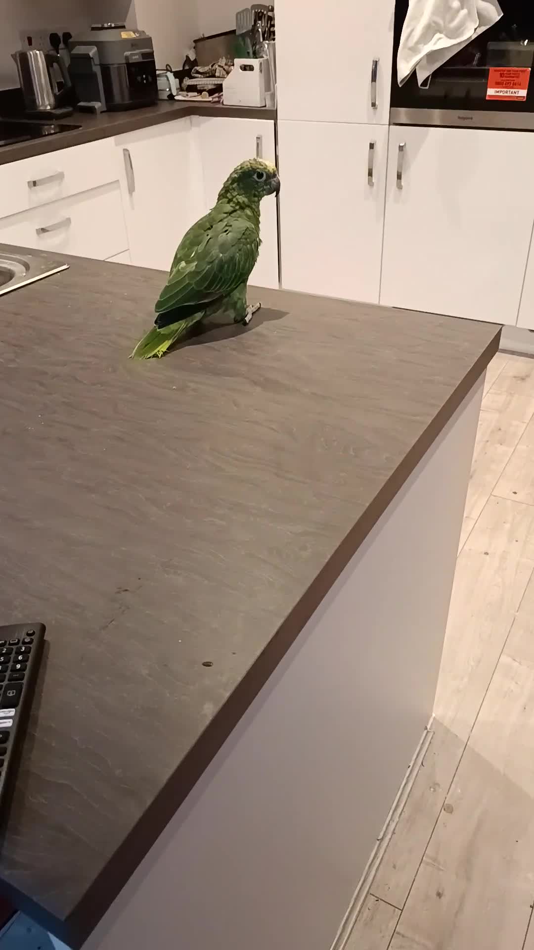 Parrots birds for sale: Tame Yellow fronted amazon  in Lytham Saint Annes - Video 2