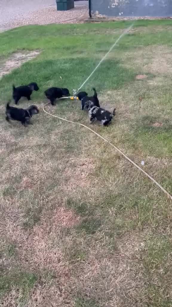 Mixed Breed dogs for sale: Stunning cockapoo puppies (Ready Now) - Video 1