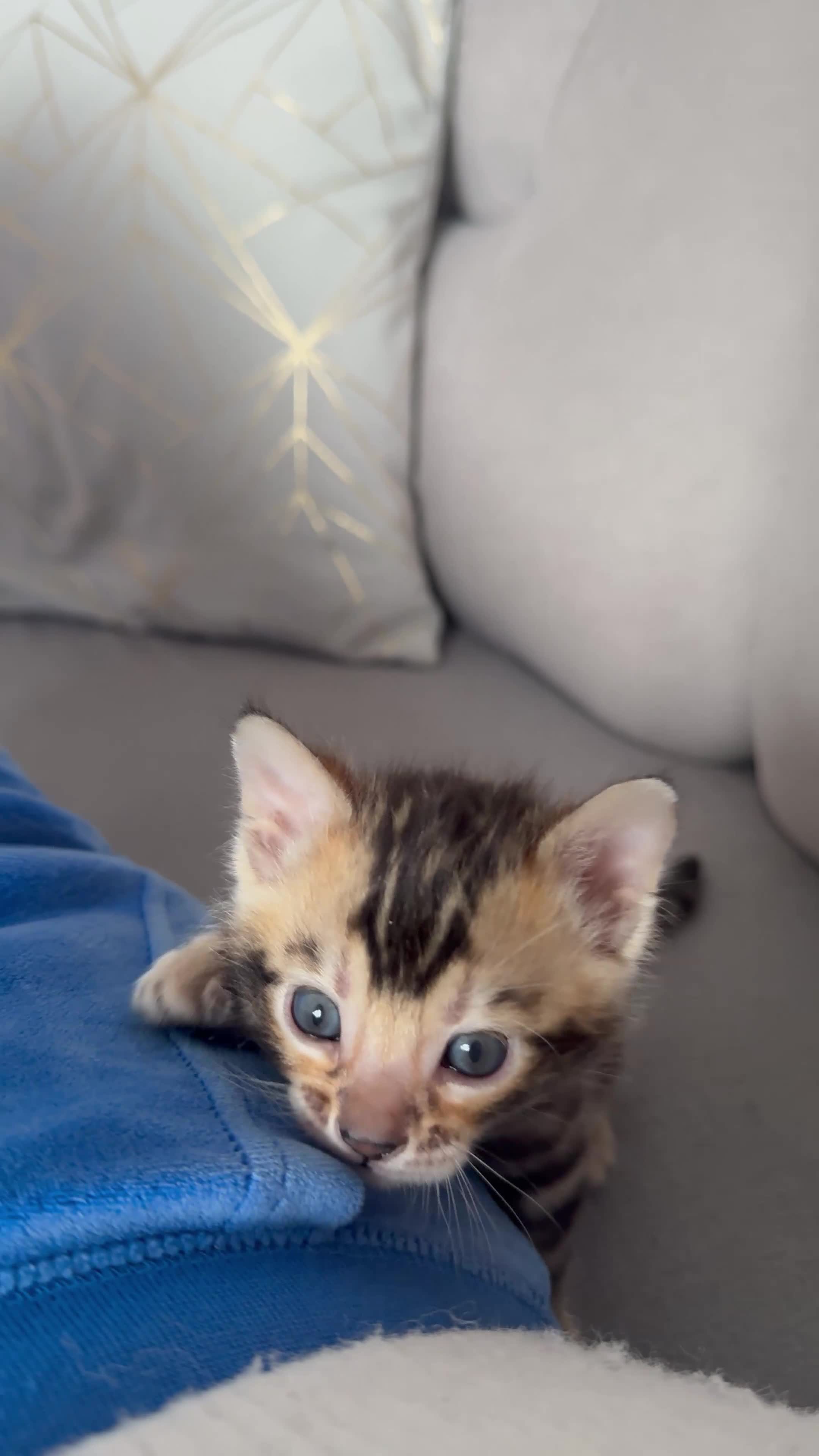 Bengal cats for sale: Pure Bengal kitten brown  - Video 4