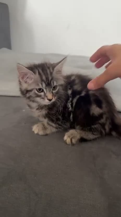 Norwegian Forest Cat cats for sale: Milo  in Northampton - Video 2