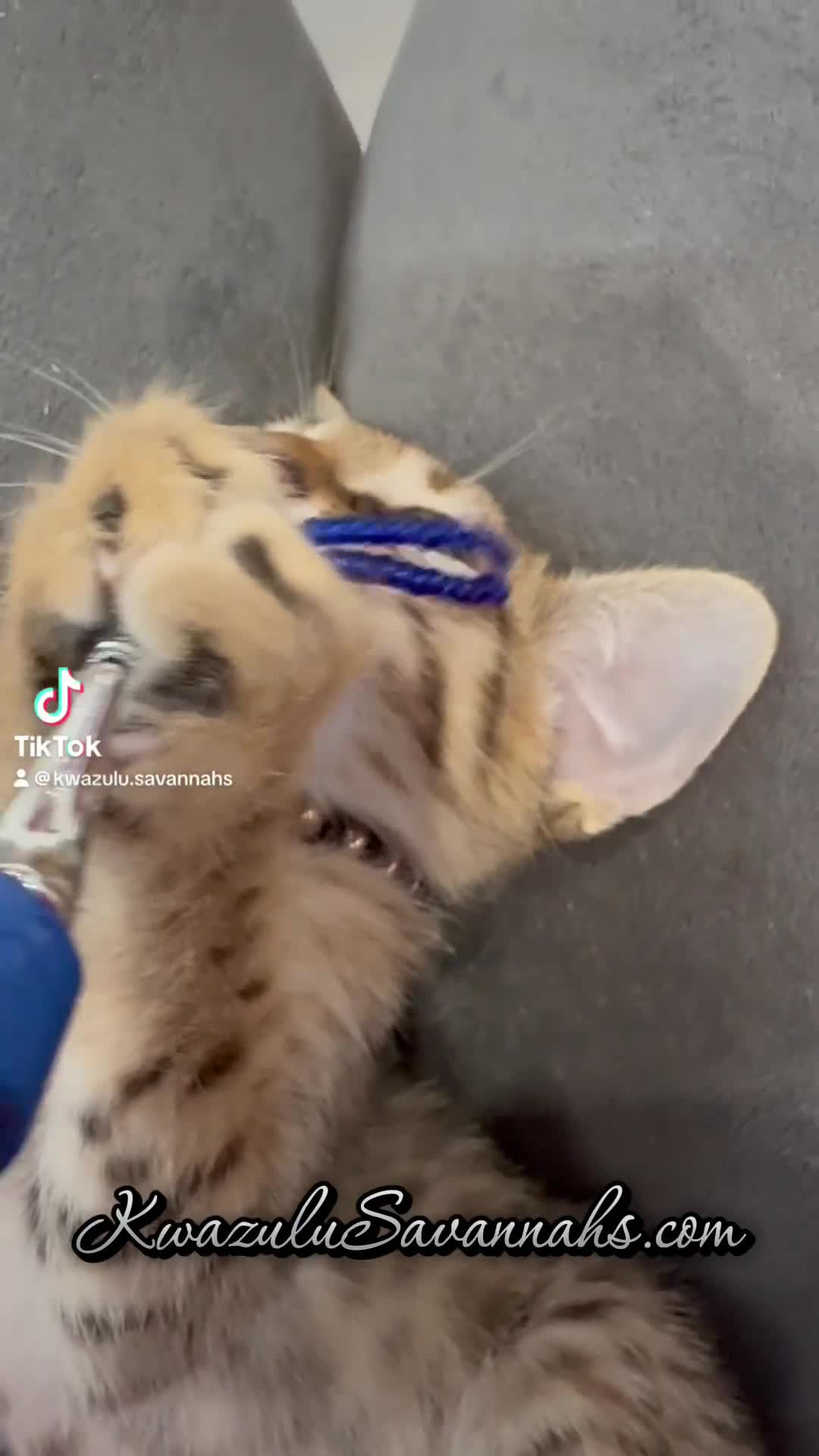 Savannah cats for sale: Excellent Quality Tica Registered Purebred kittens - Video 1