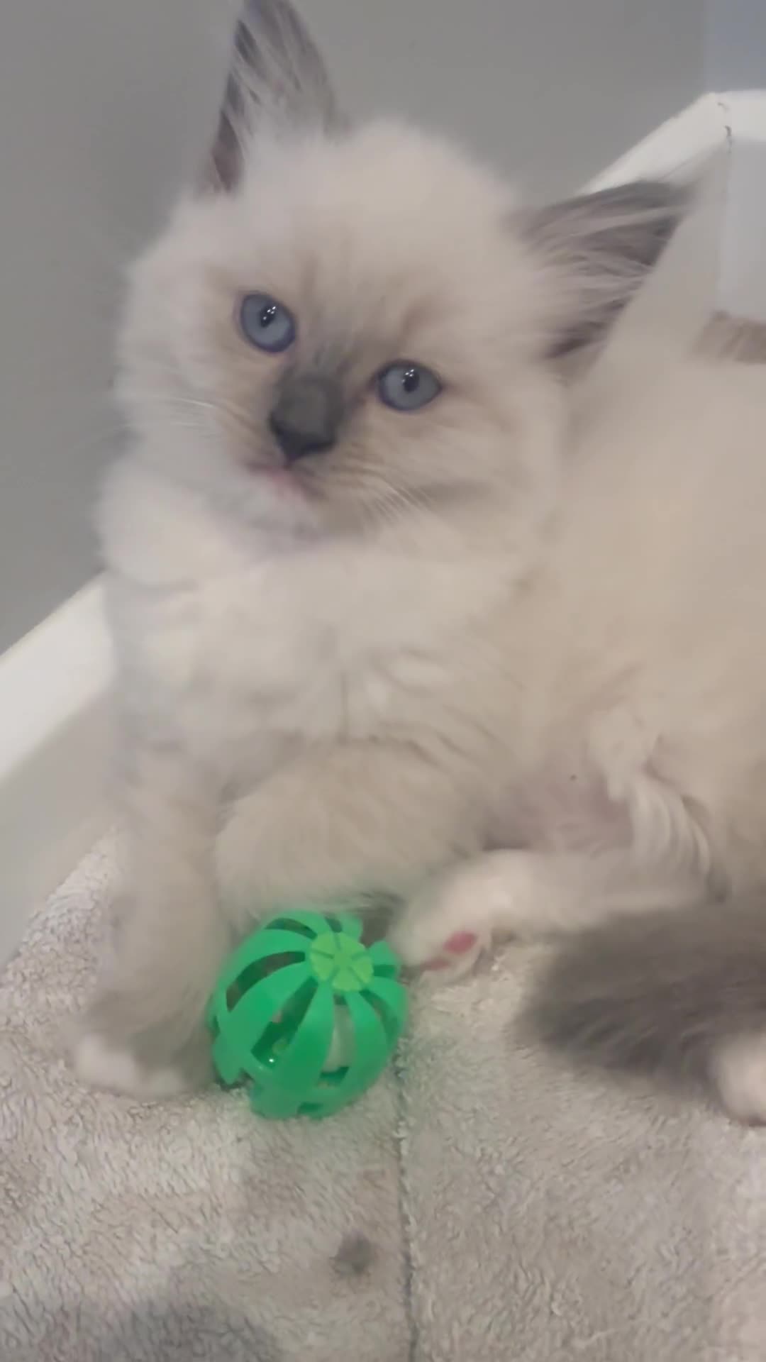 Ragdoll cats for sale: Stunning mink Ragdoll baby’s! 🩶🐱🩶 - Video 2