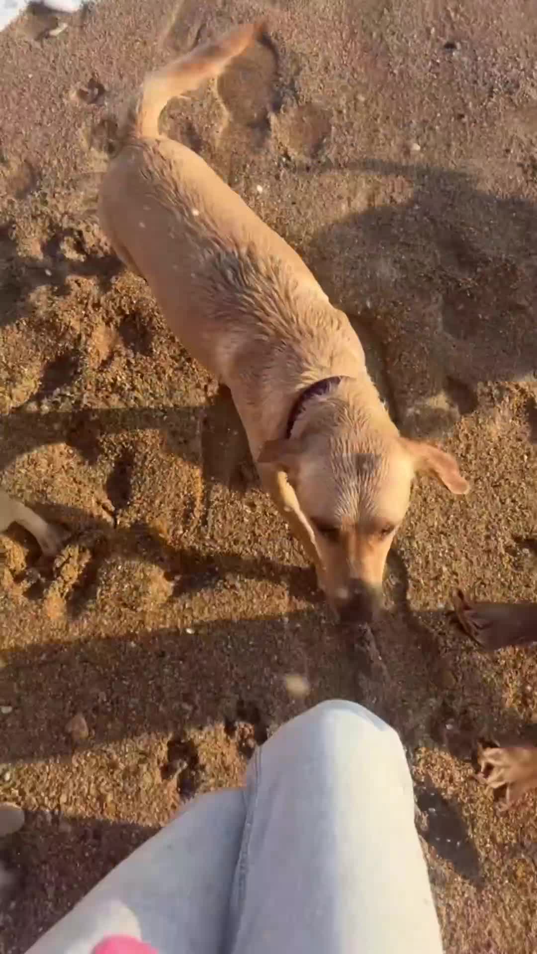 Cocker Spaniel dogs for sale: ✨ Gorgeous Litter of 6 Show Cocker Spaniels✨ - Video 1