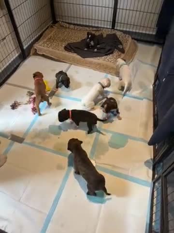 Boxer dogs for sale: Adorable litter of KC registered boxer puppies  - Video 1