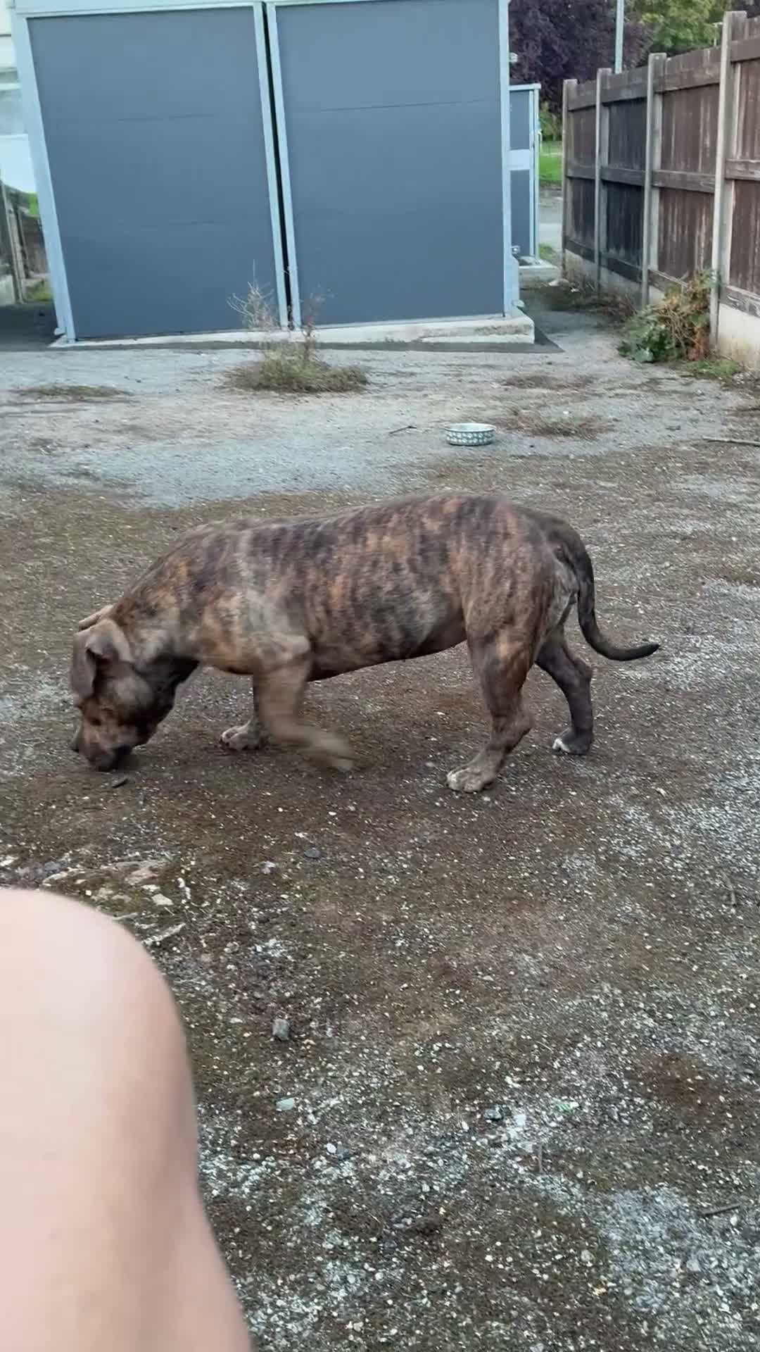 American Bully dogs for sale: Pocket bully girl rehoming for free  in Mansfield - Video 2
