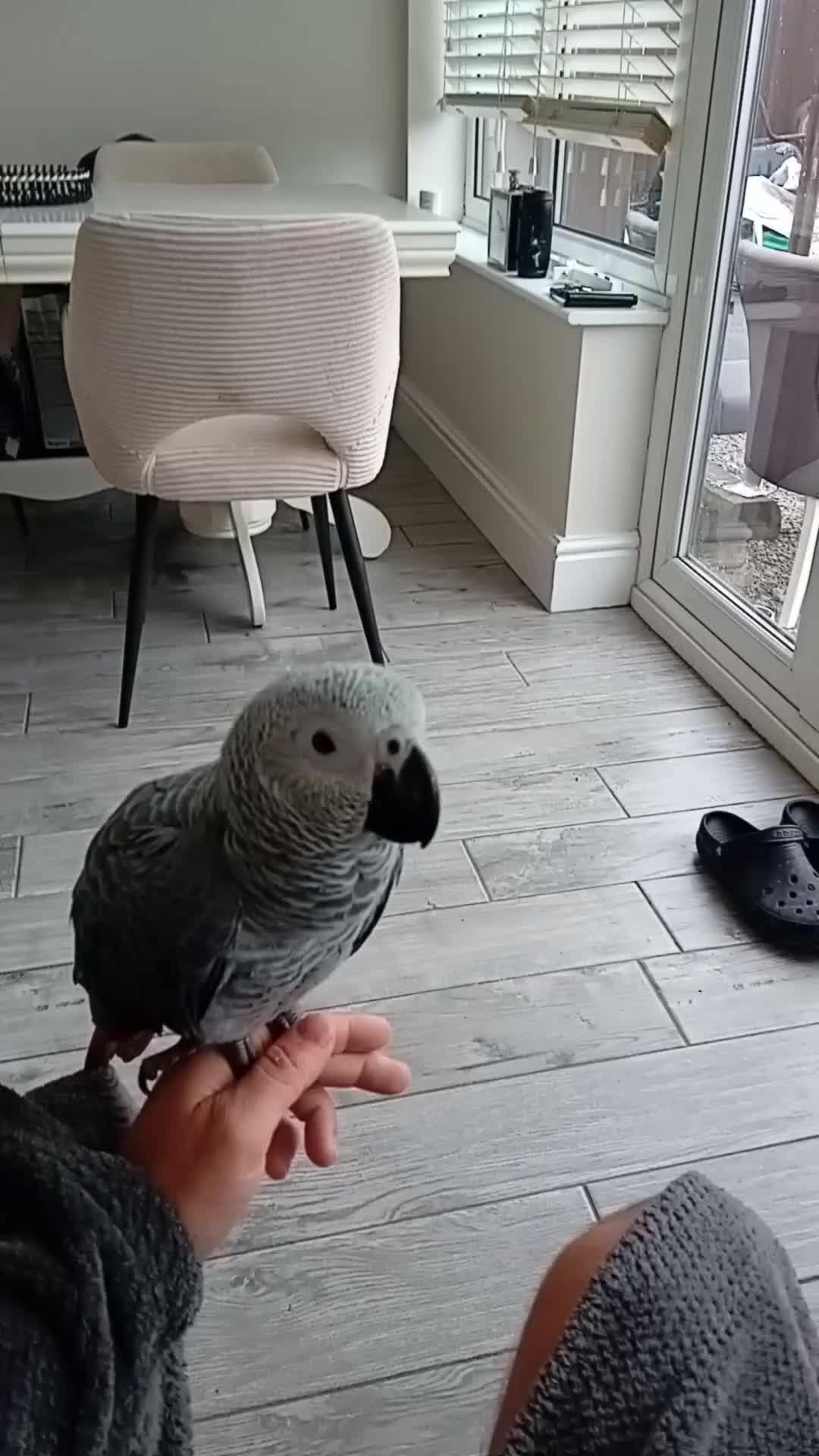 Parrots birds for sale: African grey (female?) Hand reared - Video 2