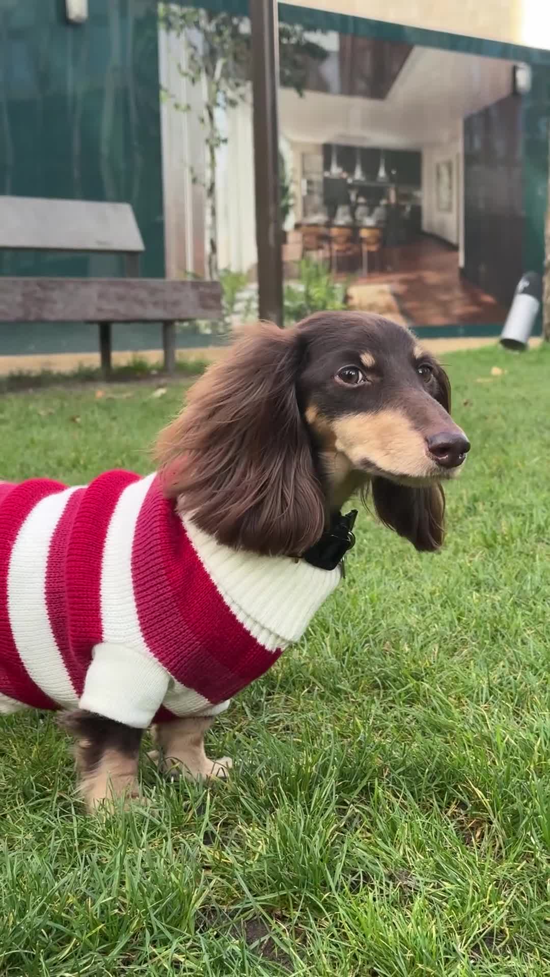 Miniature Dachshund dogs for stud: Miniature Dacshund Stud  - Video 2