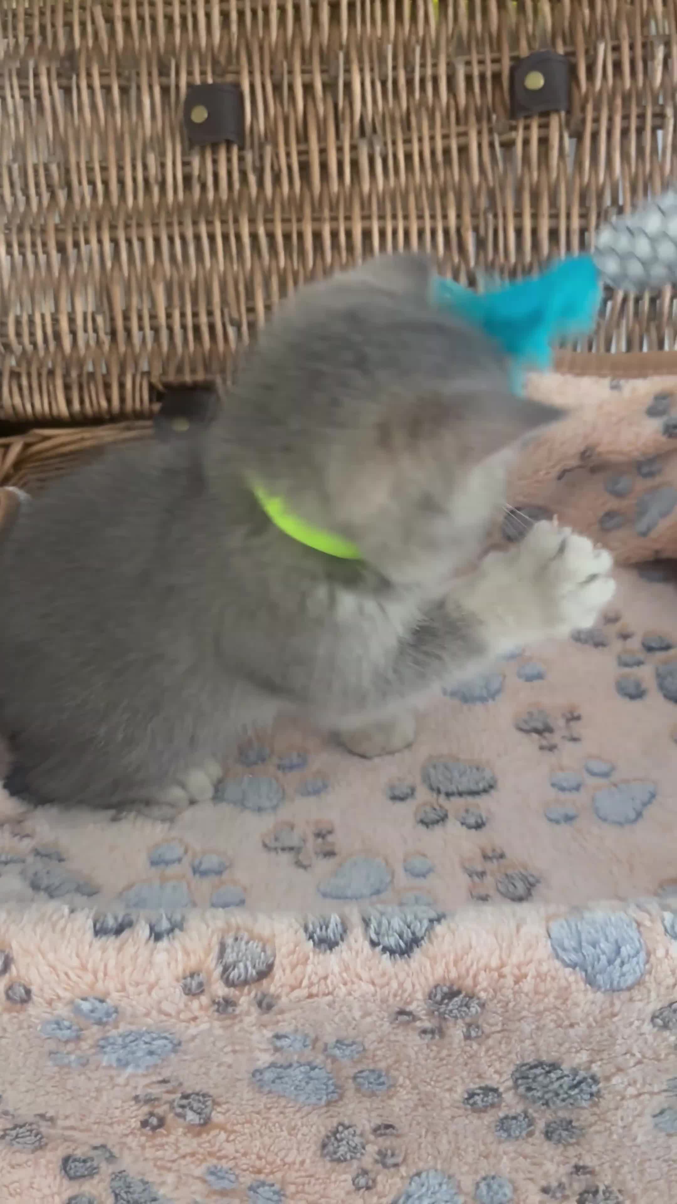 British Shorthair cats for sale: Cuteness overload♥️ British shorthair/chinchillas  - Video 4