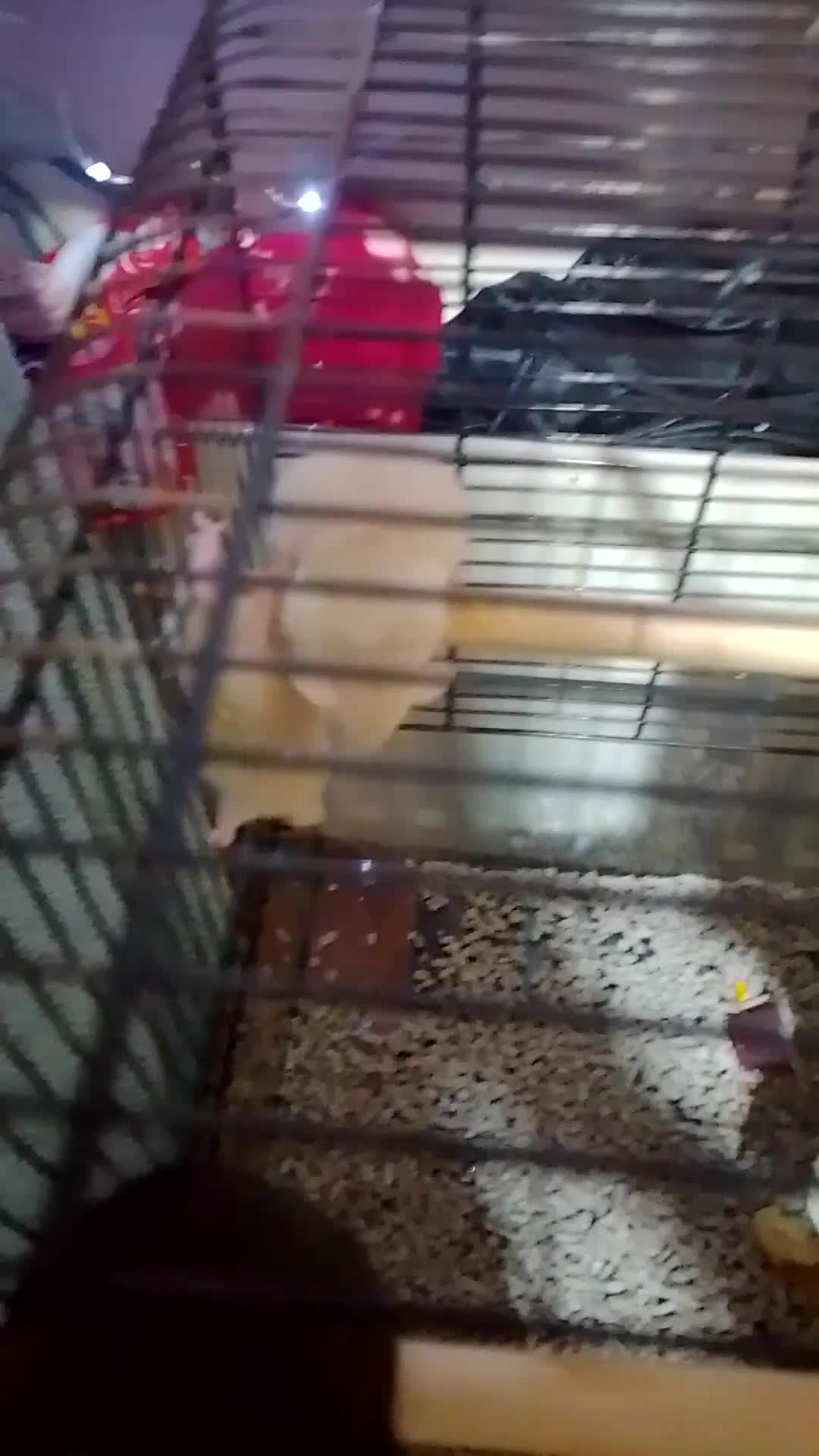 Rat rodents for sale: Dumbo baby rats for sale  - Video 2
