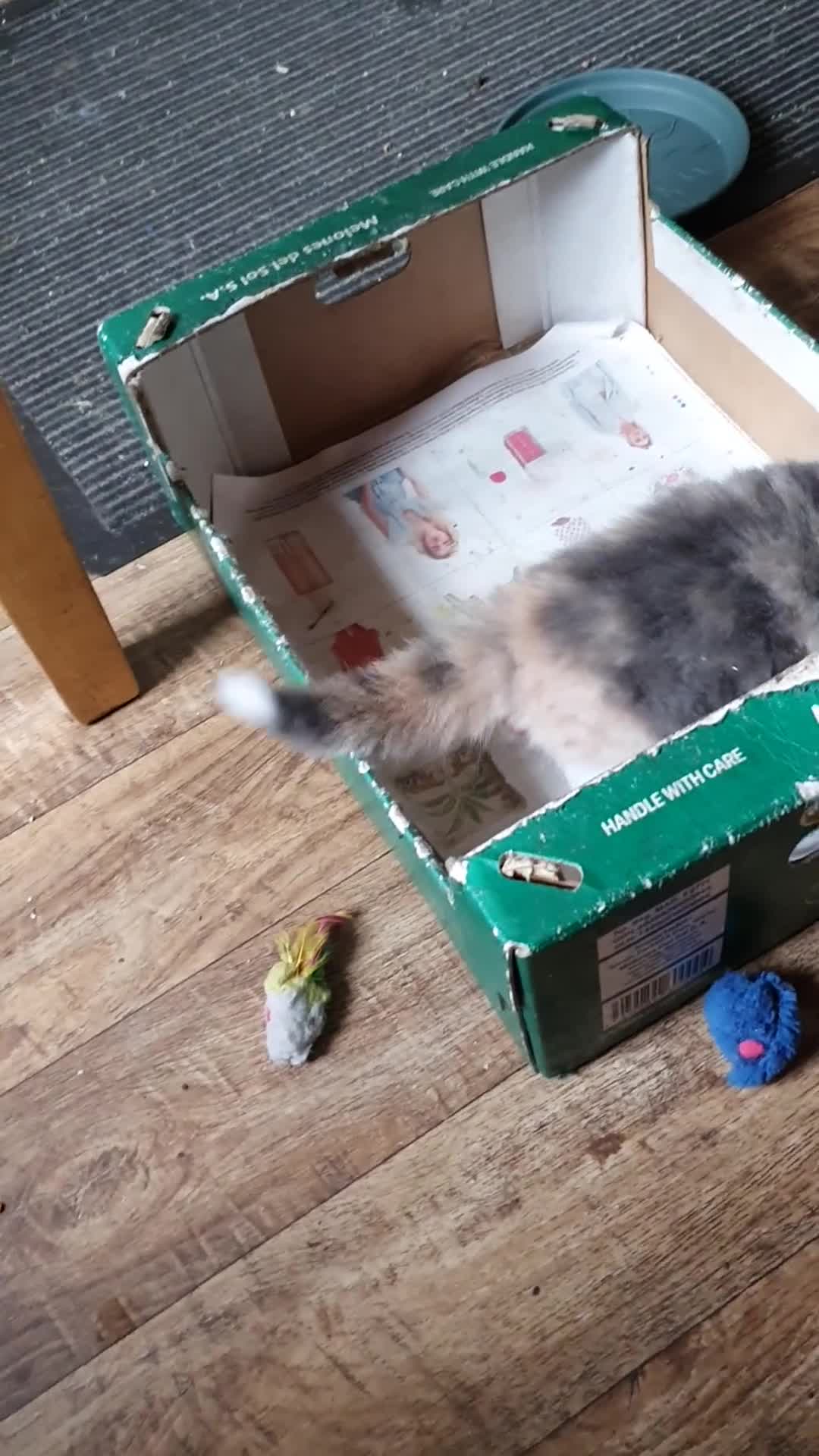 Mixed Breed cats for sale: Last of the Summer Kits - Video 1