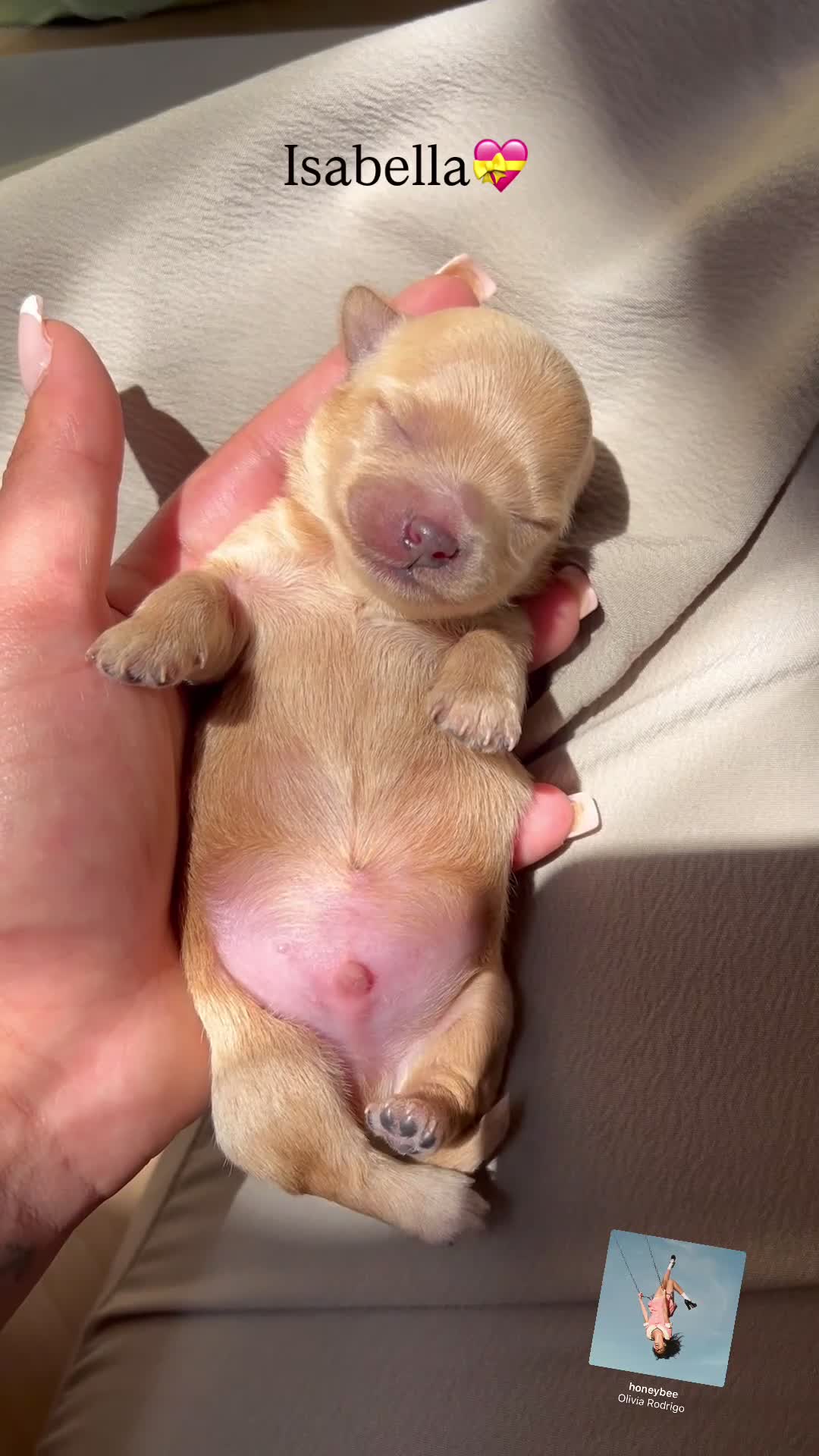 Maltipoo dogs for sale: Asian Maltipo Puppies XS Teddy Bear Faces Expected - Video 5