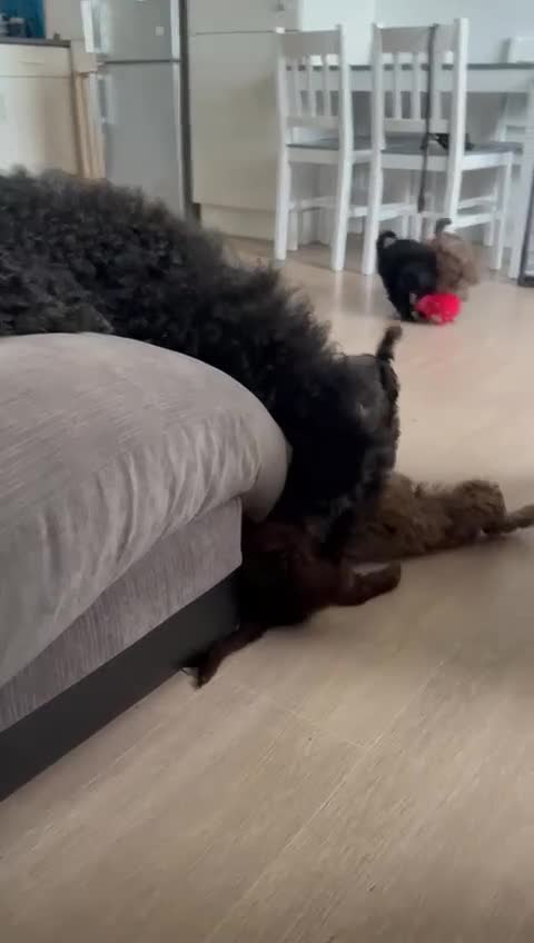 Labradoodle dogs for sale: READY NOW🧸Micro Miniature Teddybear Labradoodles  - Video 2