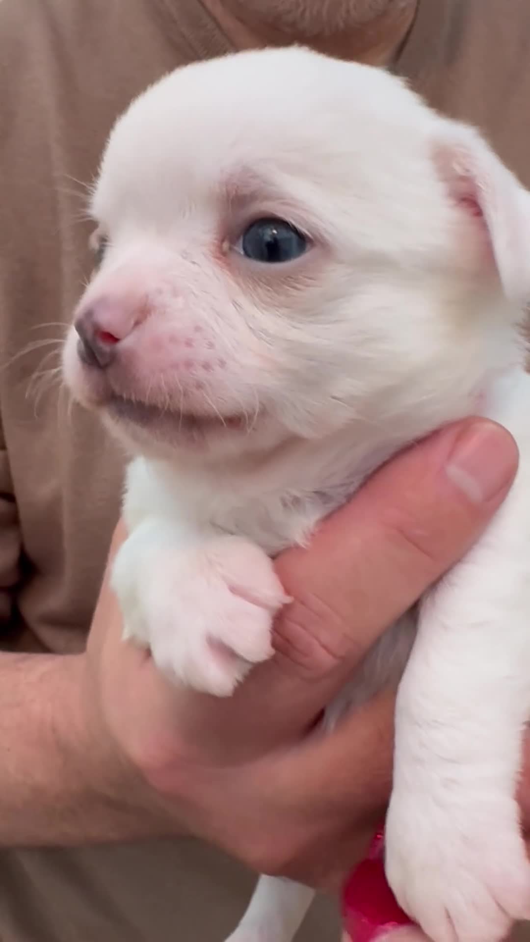 Chihuahua dogs for sale: Stunning Chihuahua Puppy for sale - Video 1