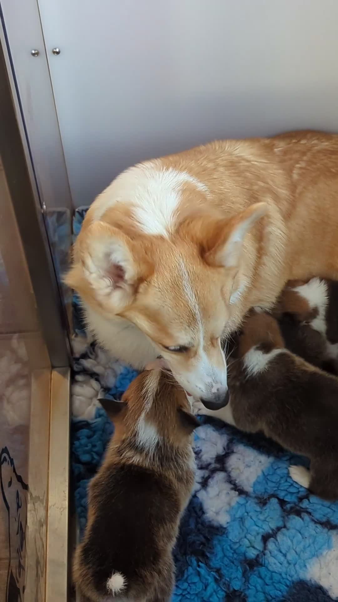 Welsh Corgi Pembroke dogs for sale: Champion line corgi puppies health tested parents  - Video 2