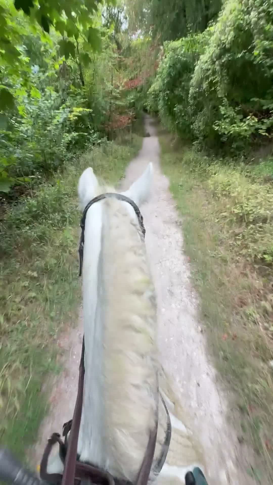 Irish Cob horses for sale: Annie Family Cob  - Video 2
