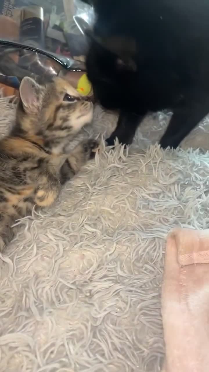 Mixed Breed cats for sale: Beautiful, confident tabby kittens  - Video 1