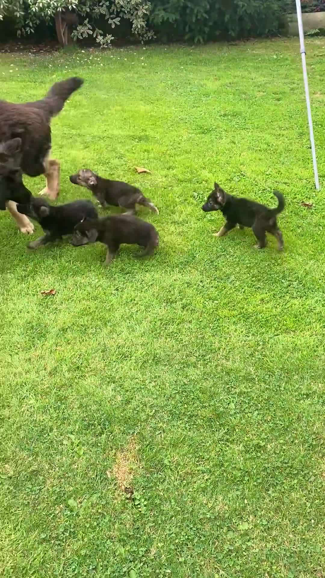 German Shepherd dogs for sale: Big chunky farm bred German shepherds ready now. - Video 1
