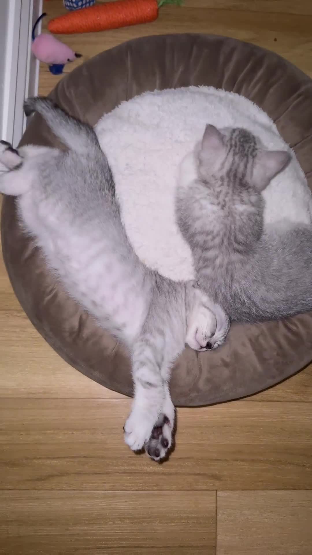 British Shorthair cats for sale: British shorthair adorable Kittens - Video 2
