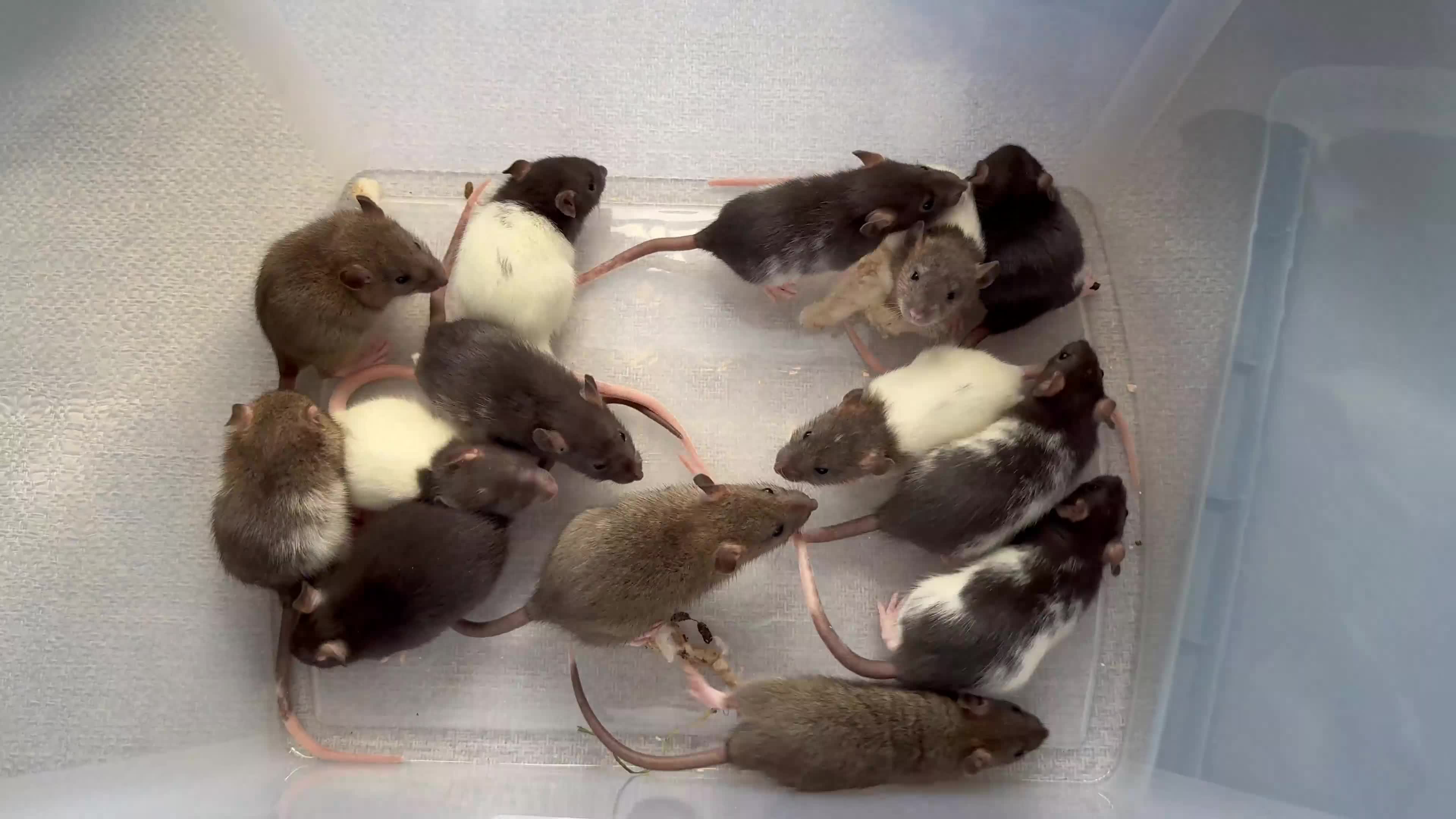 Rat rodents for sale: Dumbo/Rex rats  - Video 1