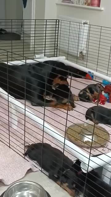 Rottweiler dogs for stud: Rottweiler for stud full pedigree, health tested  in Prescot - Video 1