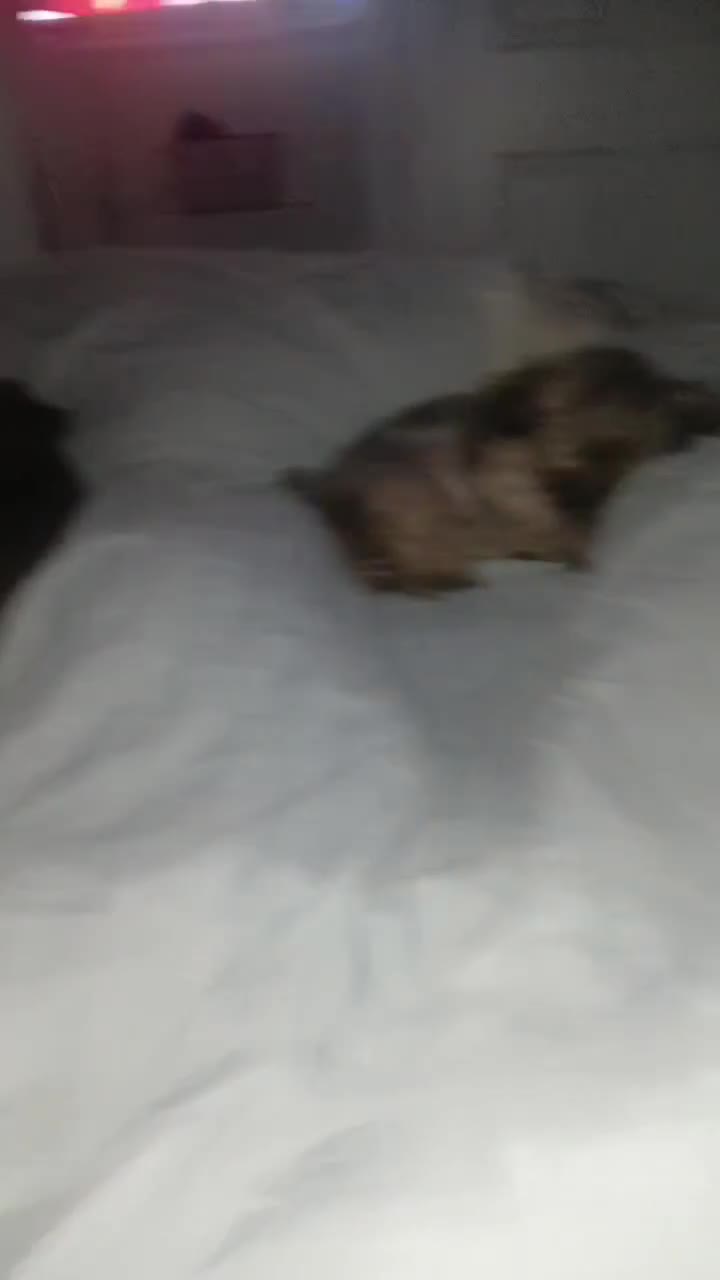 Shih Tzu dogs for sale: 2x 2 year old kc imperial shitzu girls - Video 1