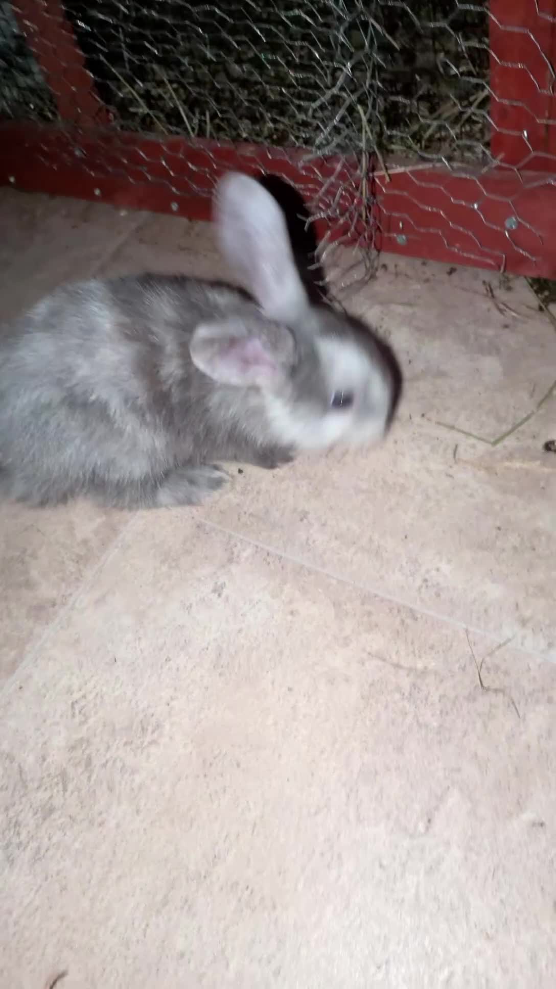 Mini Lop rabbits for sale: Mini loop bunnies  - Video 2