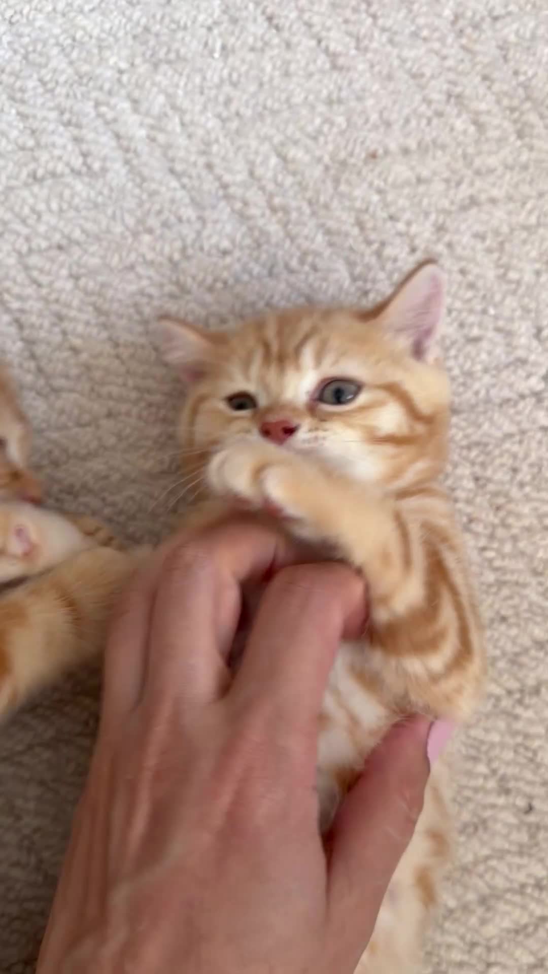 Scottish Fold cats for sale: Miss Scottish straight Ginger  - Video 2
