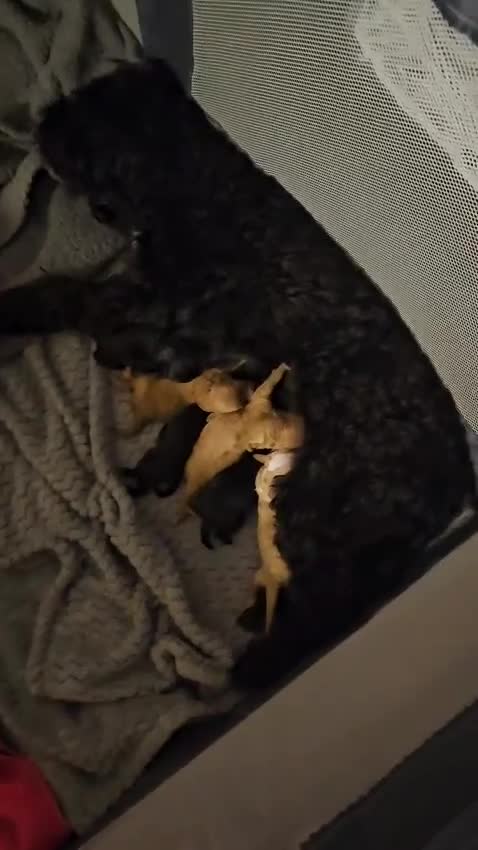 Cockapoo dogs for sale: Cockerpoo Puppies for sale - F1B - Video 2