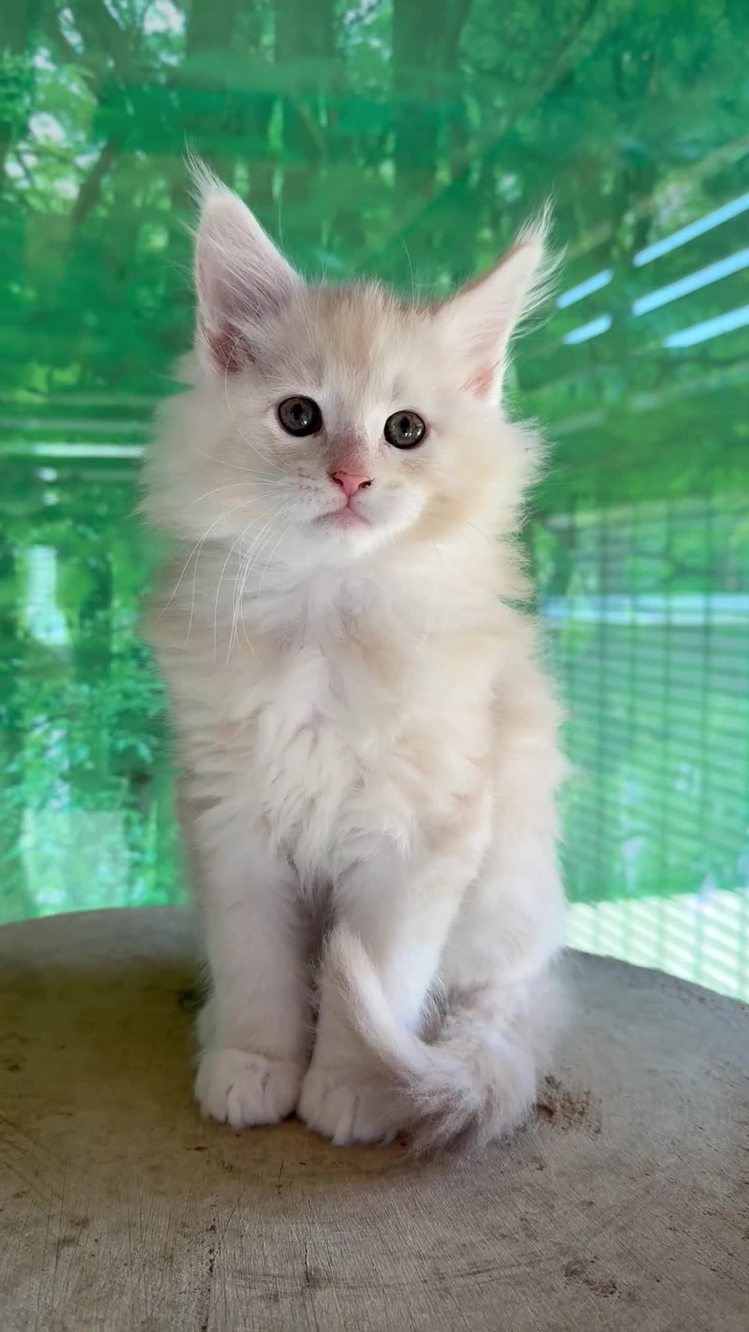 Maine Coon cats for sale: Ready now 😻😻😻 - Video 5