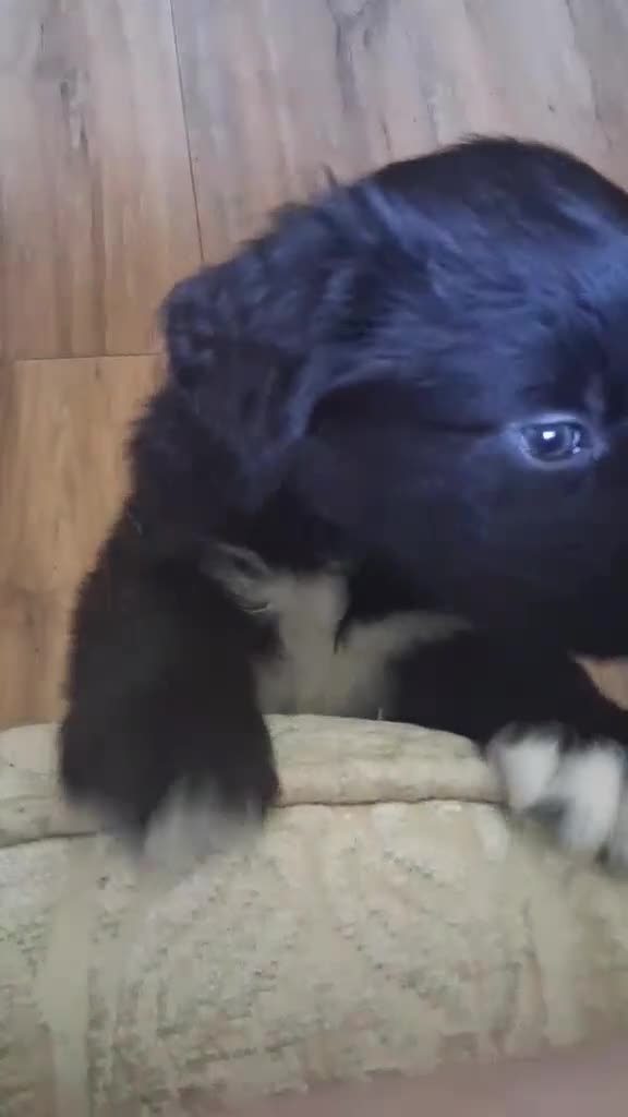 Mixed Breed dogs for sale: Portuguese water dog x Golden retriever puppies  - Video 2