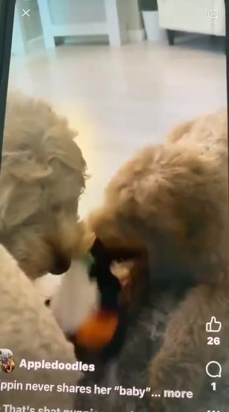 Labradoodle dogs for sale: Multigenerational Medium /Mini Labradoodles  - Video 1