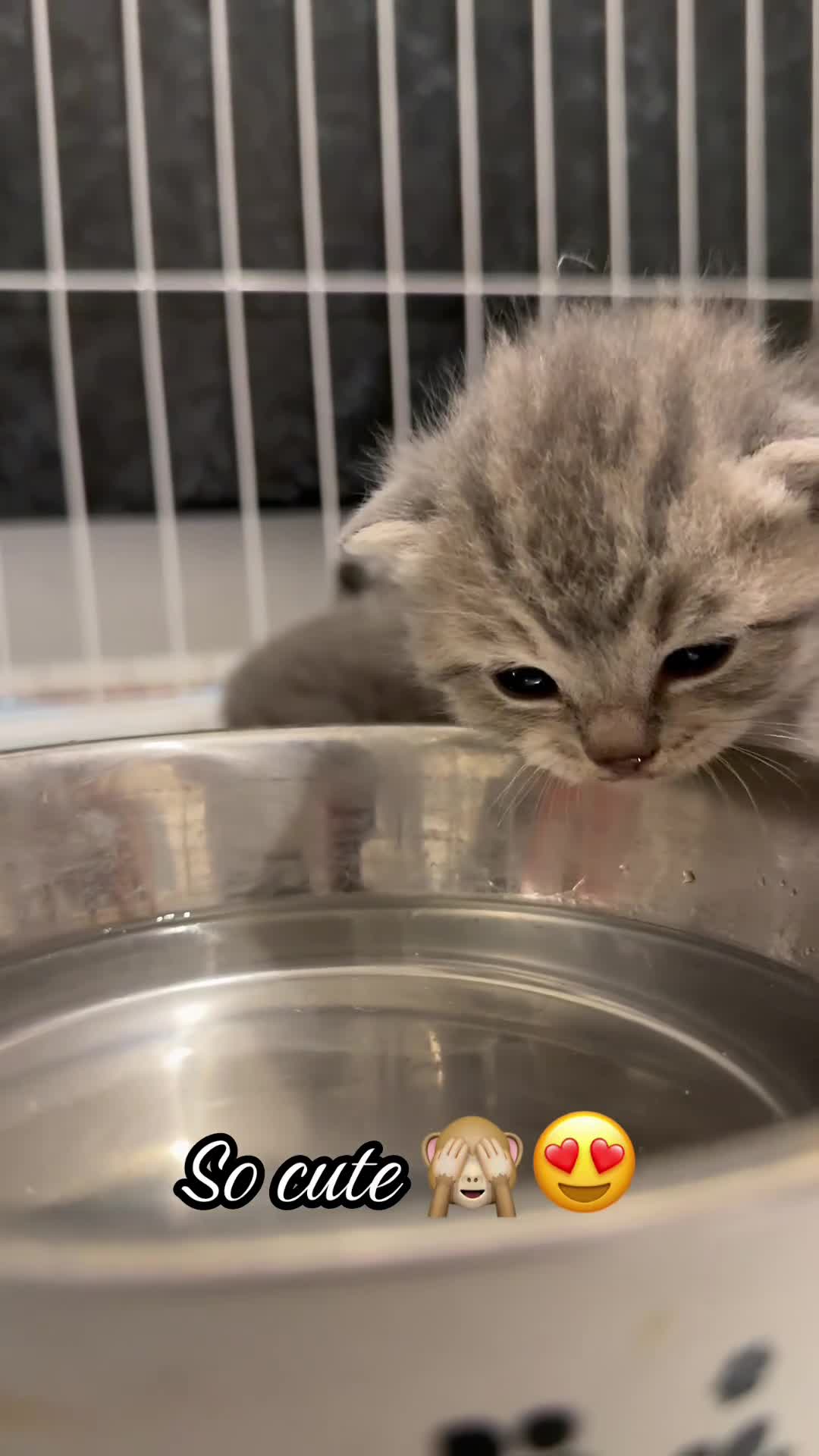 Scottish Fold cats for sale: Beautiful Scottish Fold Kittens for Sale 🐾 - Video 1