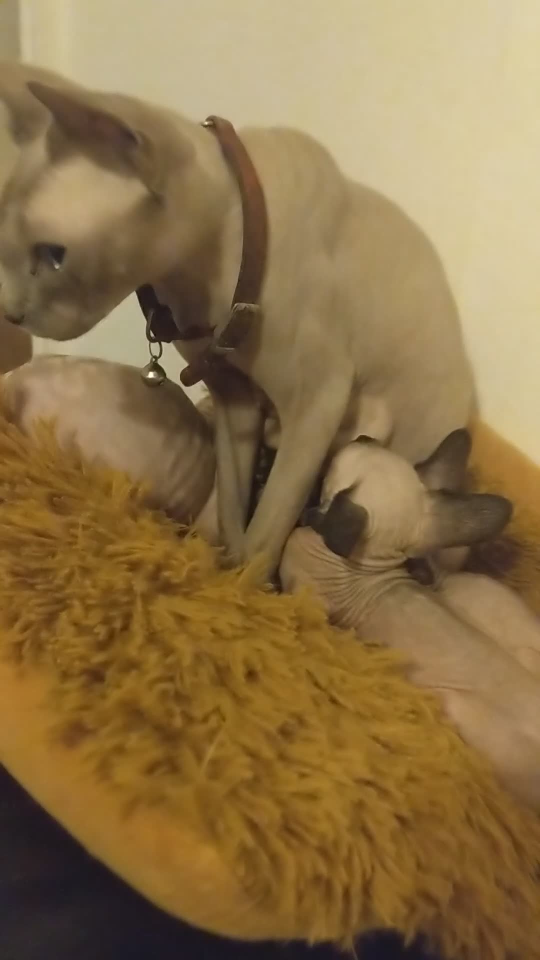 Sphynx cats for sale: Olesja - Video 1