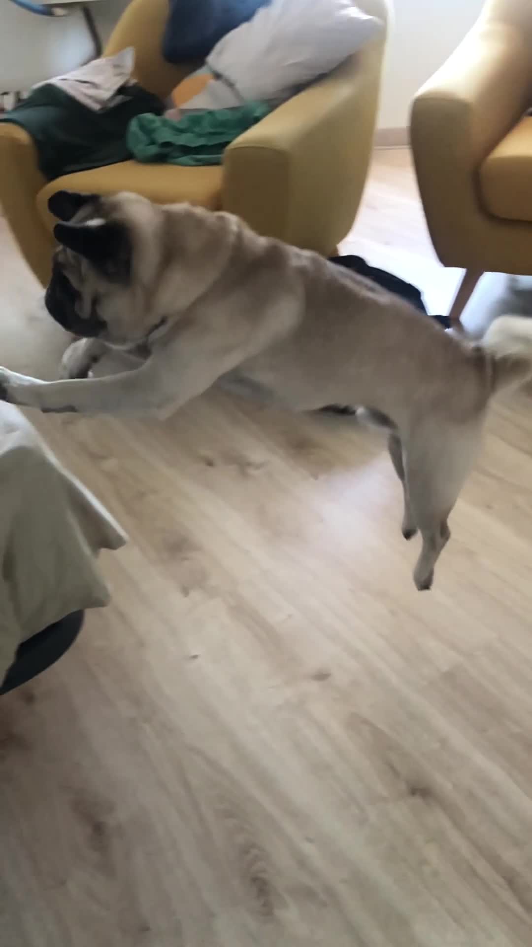Pug dogs for stud: Champion Bloodline Male Pug Available for Breeding - Video 2