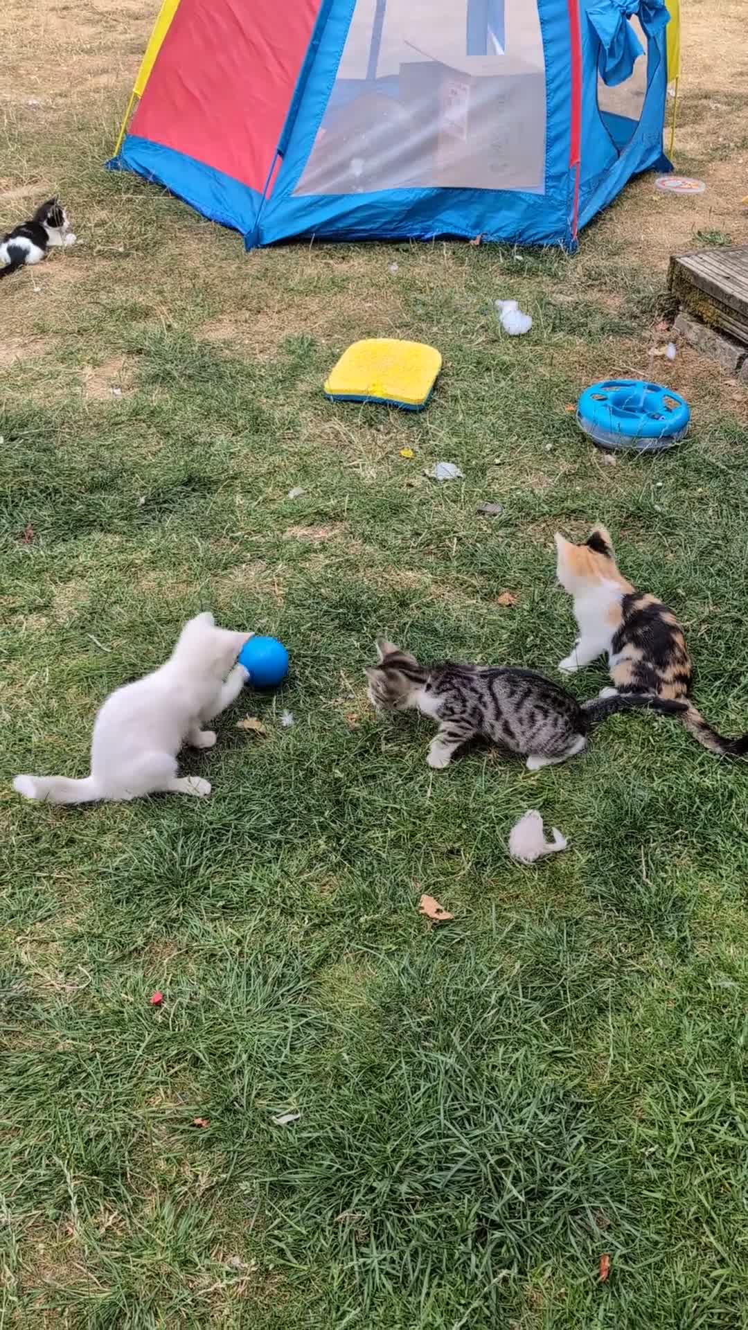 Mixed Breed cats for sale: Mixed-breed kittens looking for loving homes - Video 1