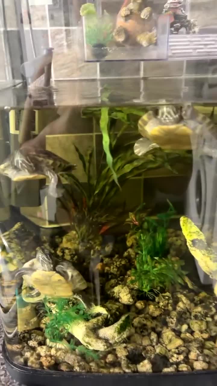 Terrapin reptiles for sale: 4 terrapins  in Birmingham - Video 1