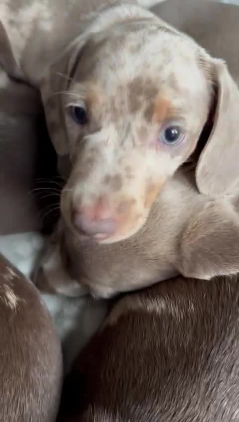 Miniature Dachshund dogs for sale: Beautiful Miniatures  - Video 1