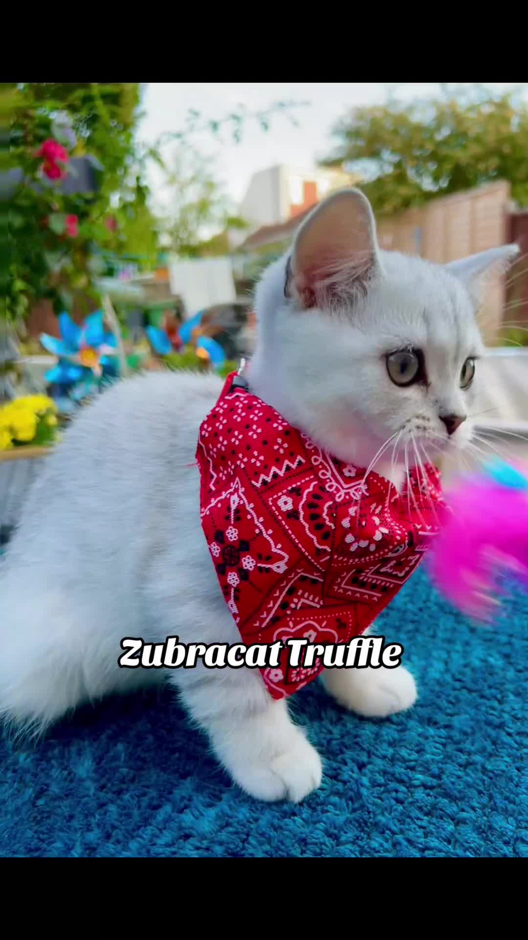 British Shorthair cats for sale: READY NOW ‼️🏆CHAMPIONS Bloodline BSH GCCF. - Video 3