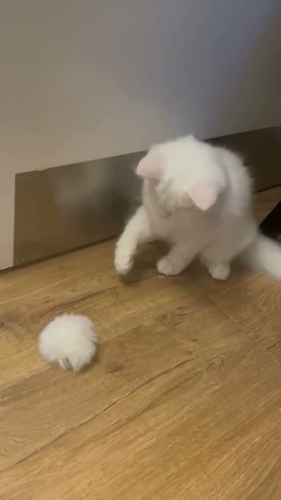 Mixed Breed cats for sale:  Persian kittens for sale  - Video 3