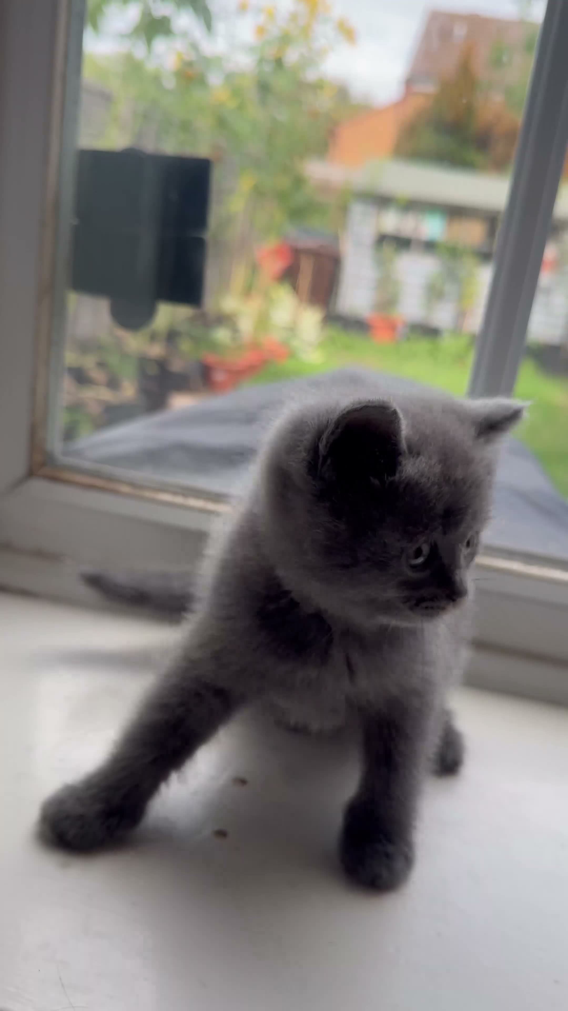 British Shorthair cats for sale: British shorthair kittens  - Video 4