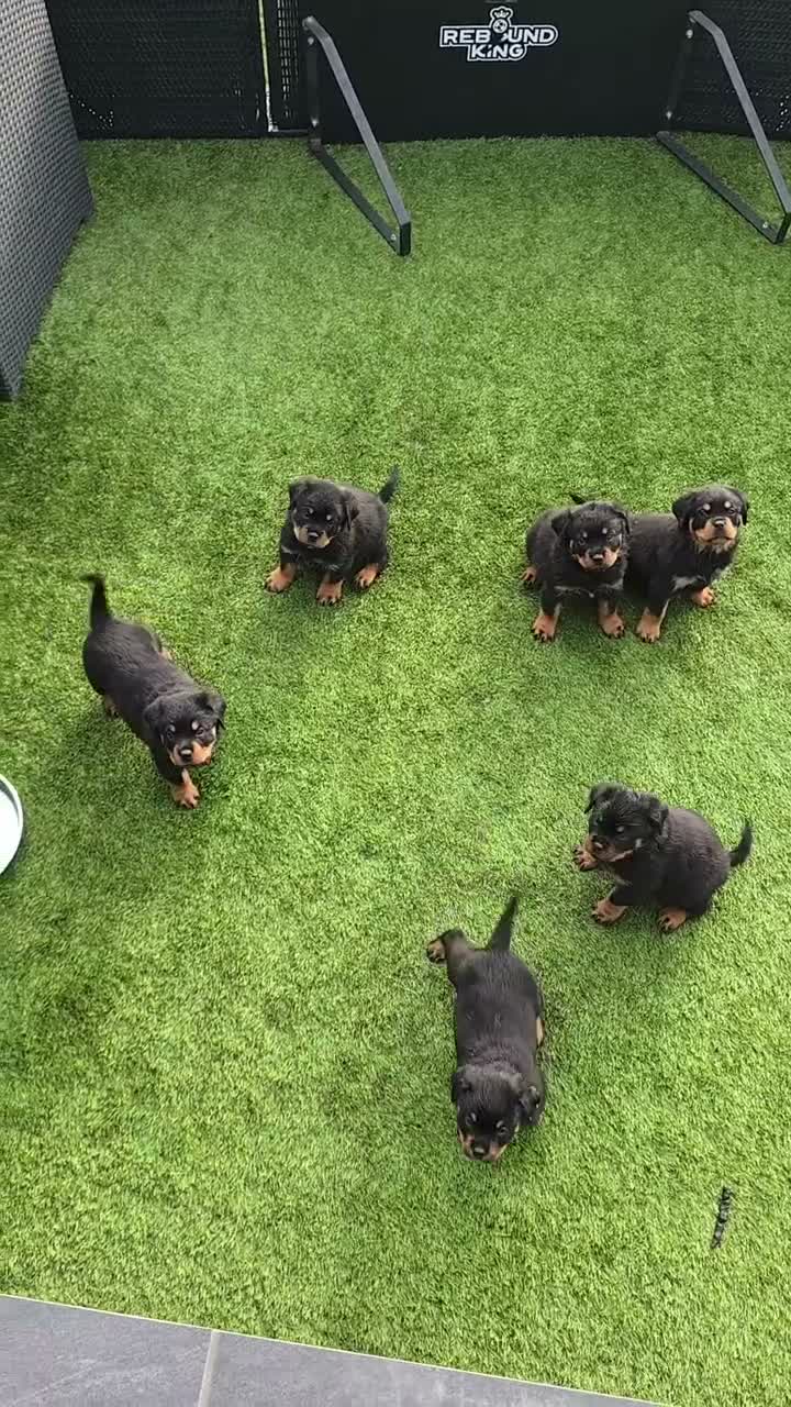 Rottweiler dogs for sale: ROTWEILER PUPPIES  - Video 1