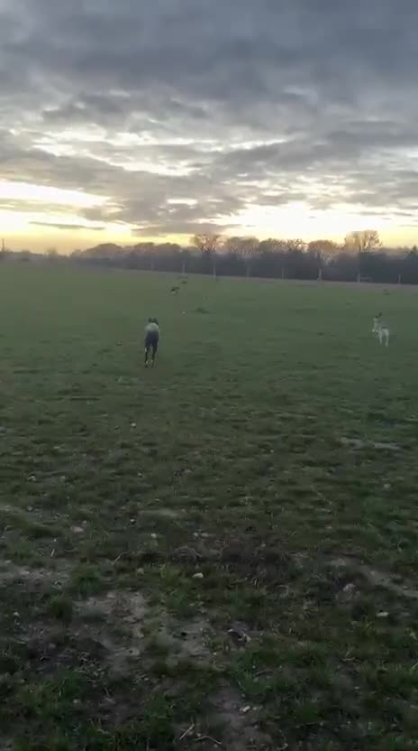 Mixed Breed dogs for adoption: Lovely lily is ready for her forever home - Video 3