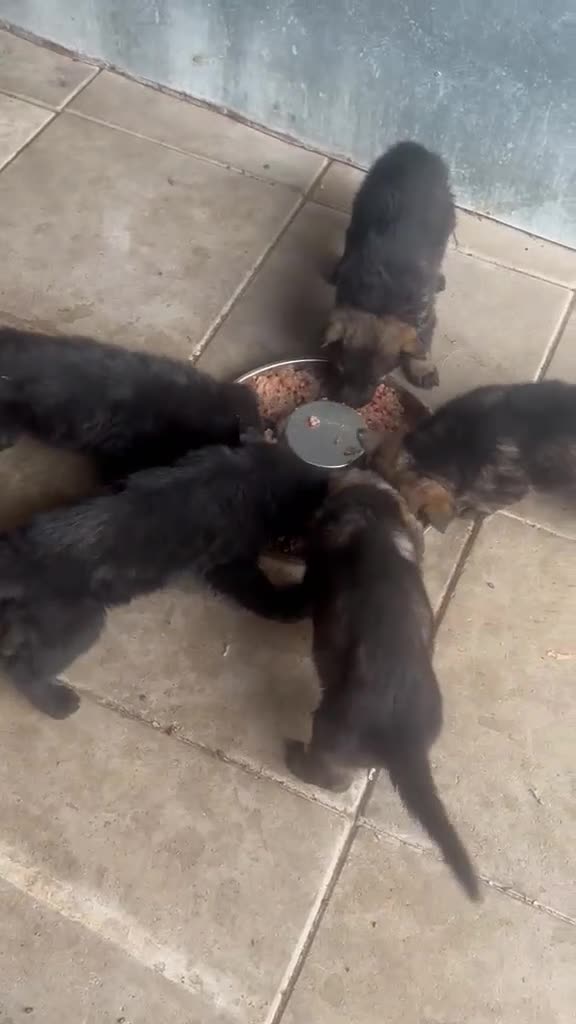 German Shepherd dogs for sale: German Shepherd Puppies - Video 1